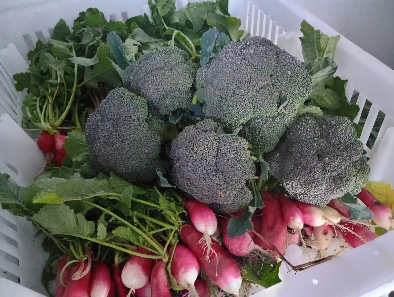 Radish