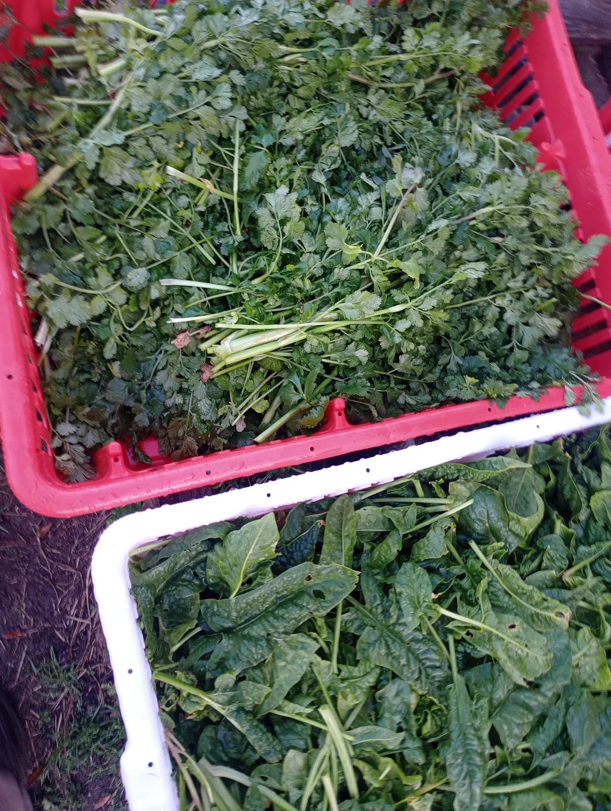 Kale