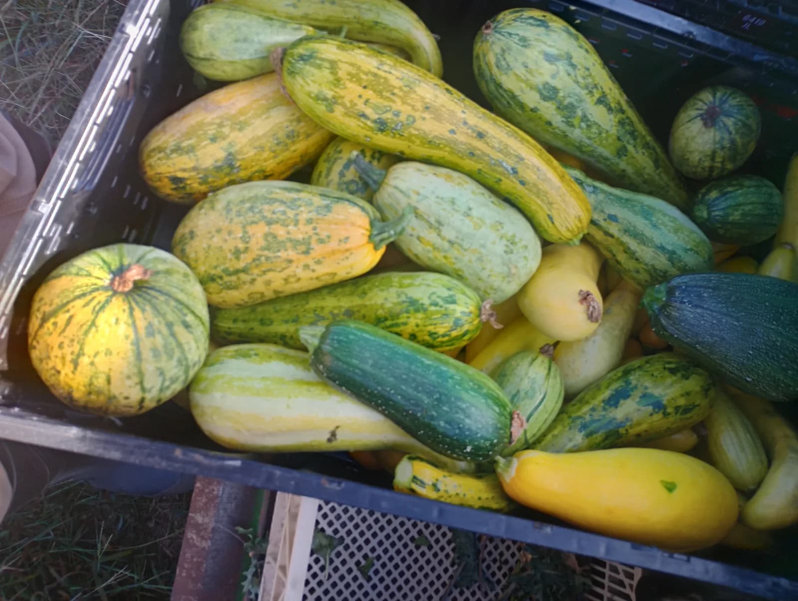 Zuchinni
