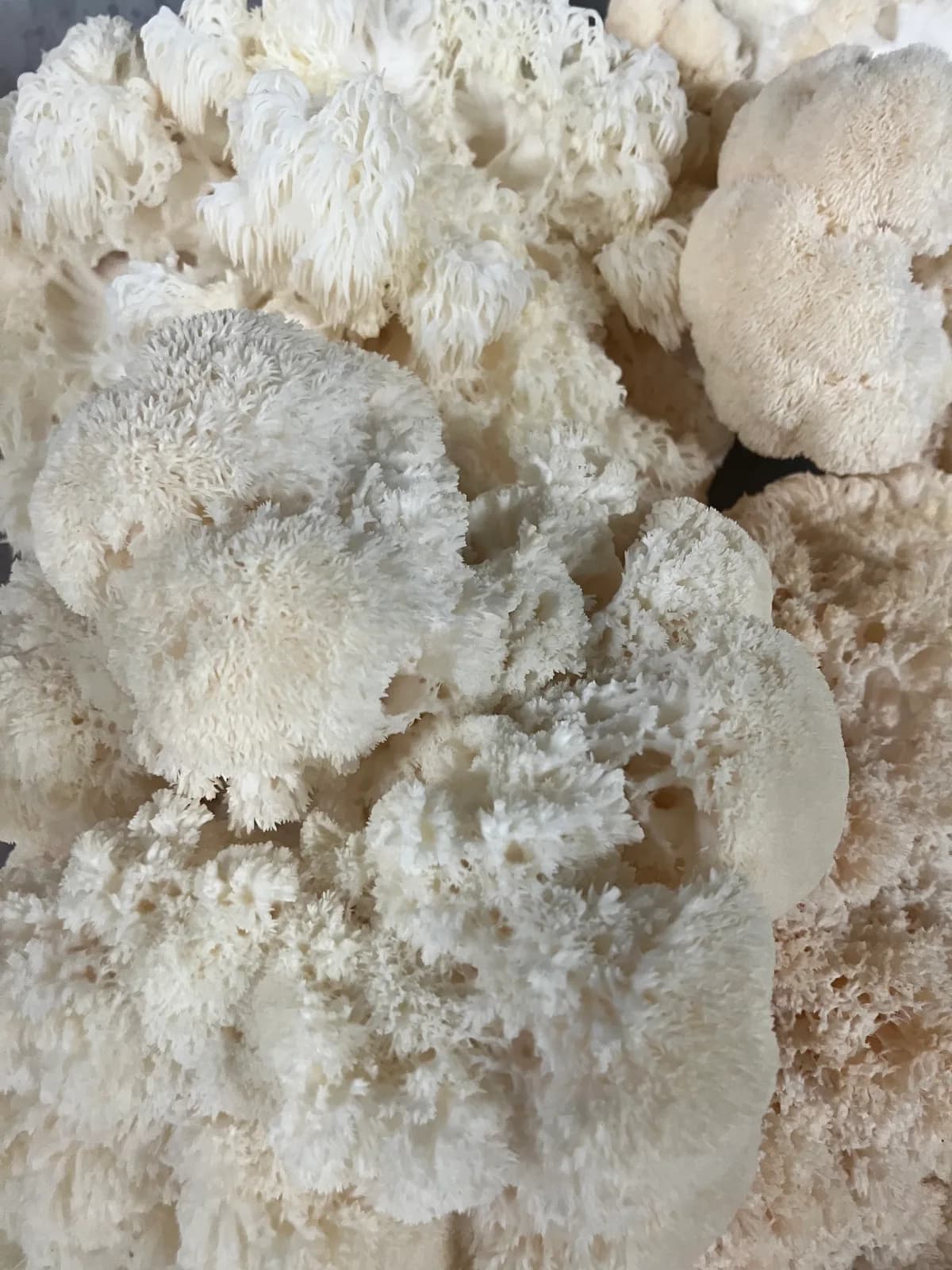 Lions Mane Mushroom