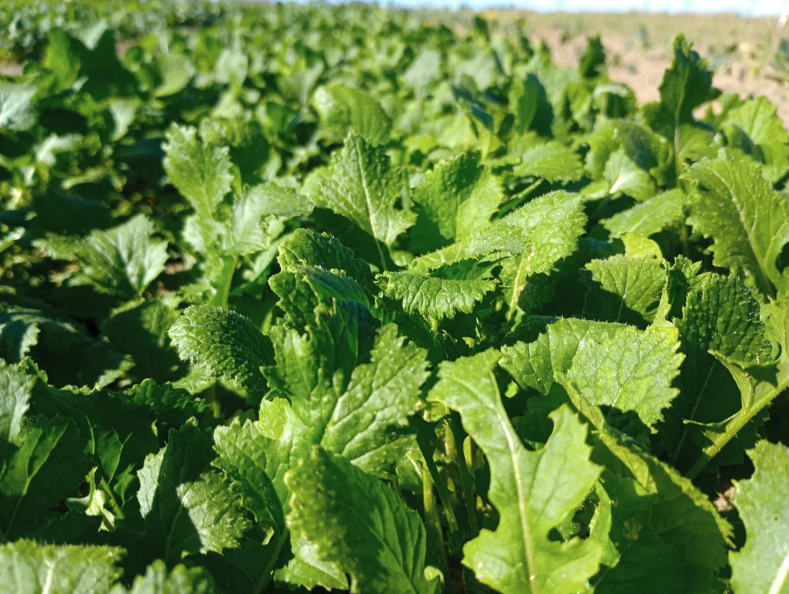 Mustard Greens