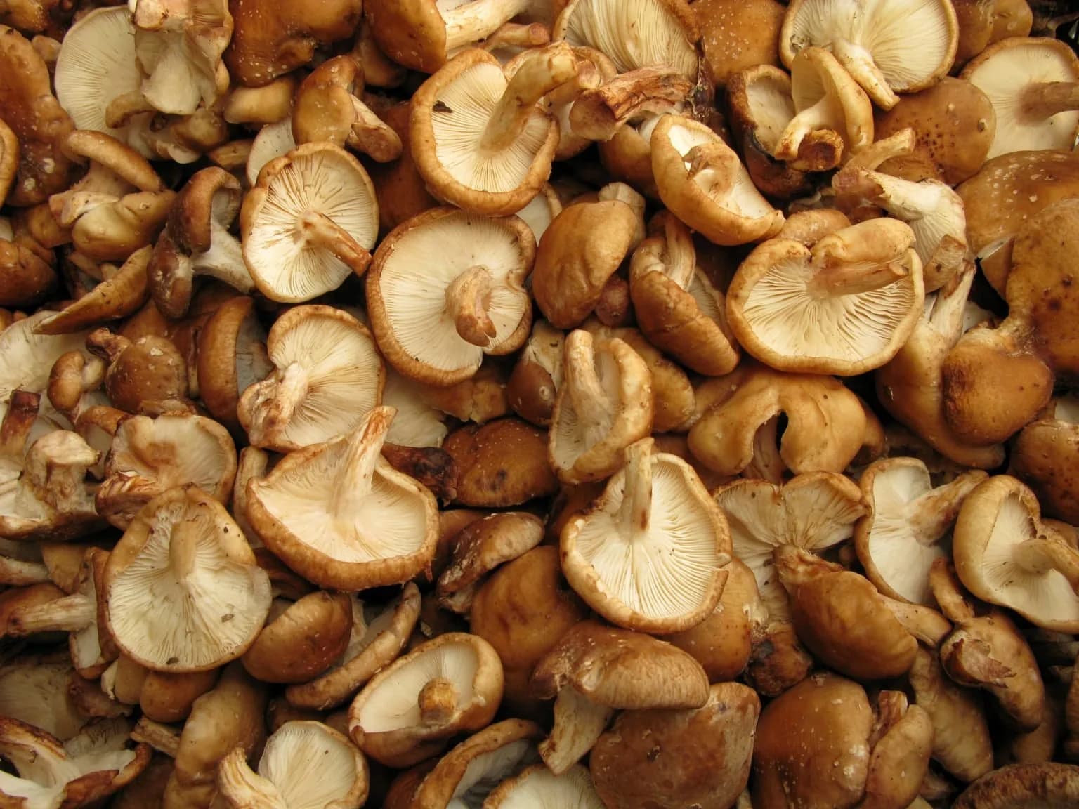 Shiitake Mushrooms