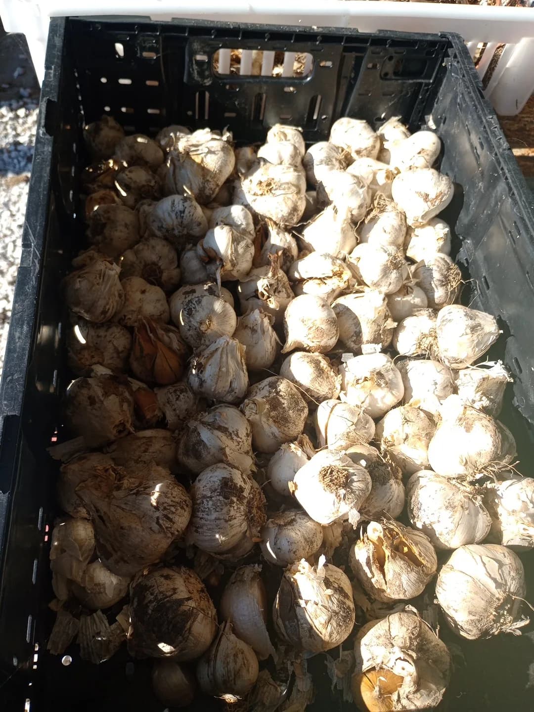 Garlic