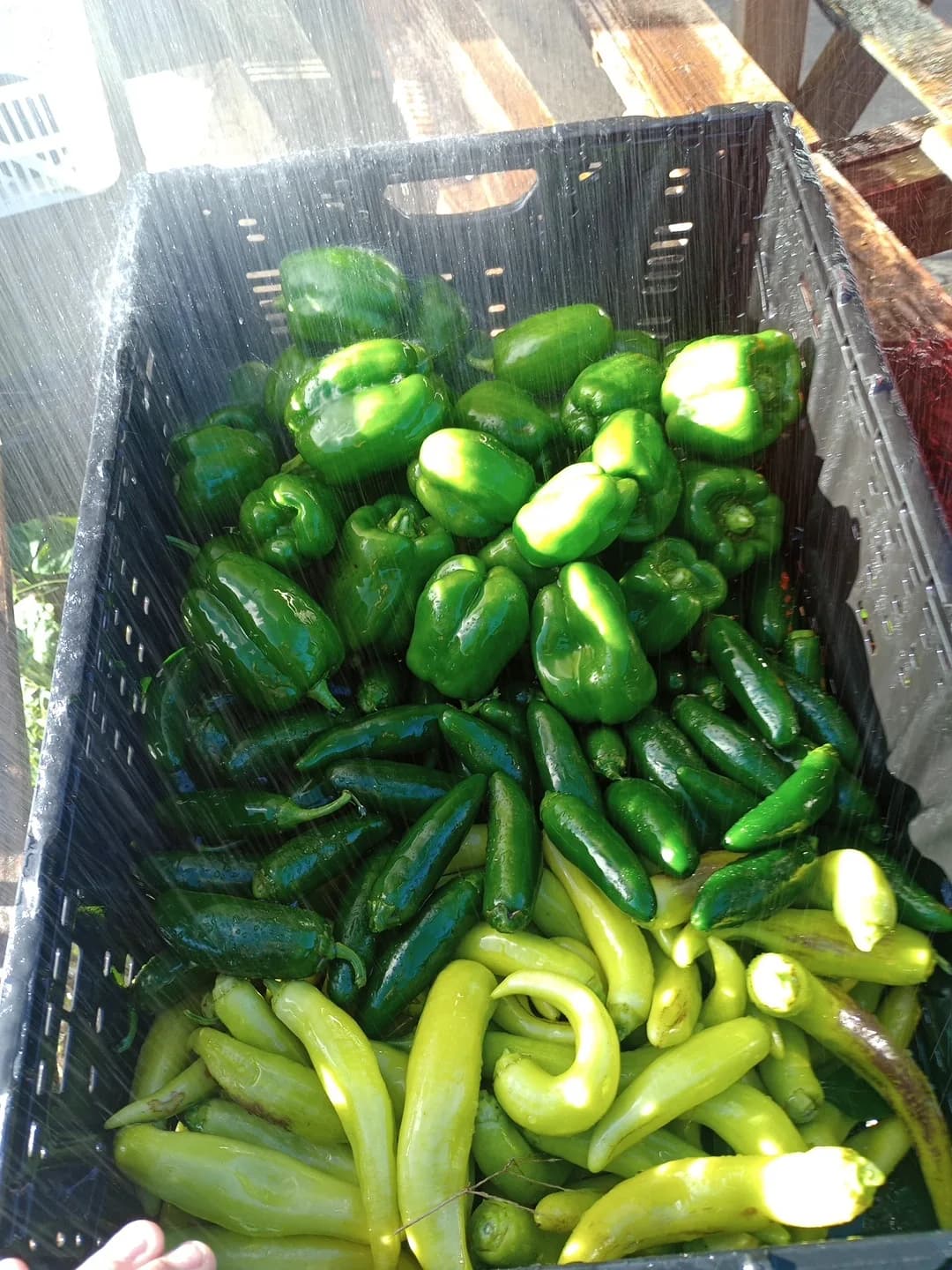 Bell Pepper