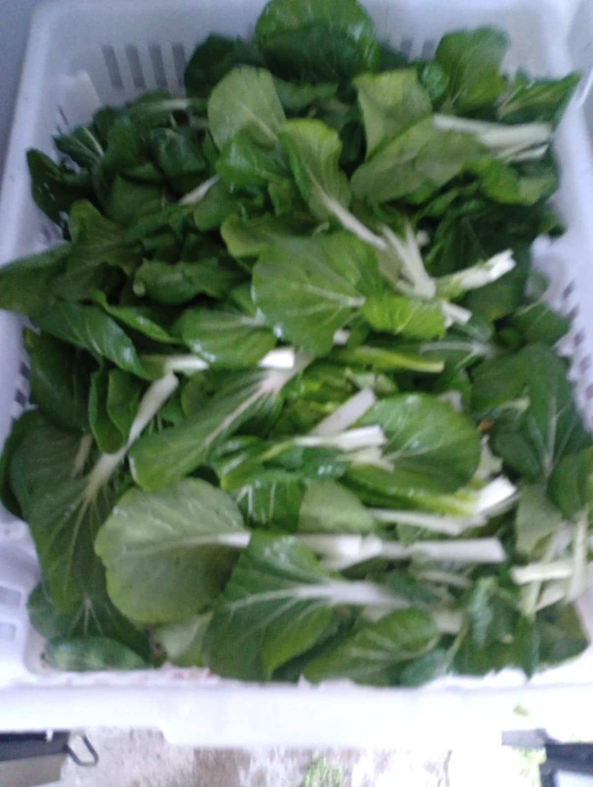 Bok Choy