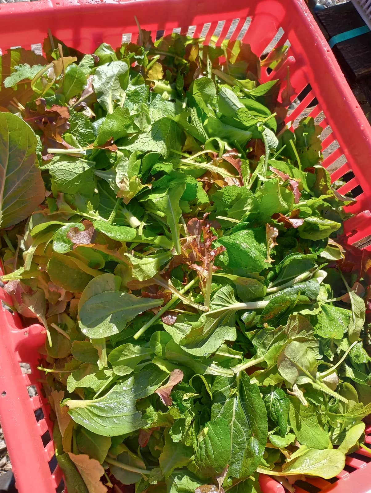 Salad Mix