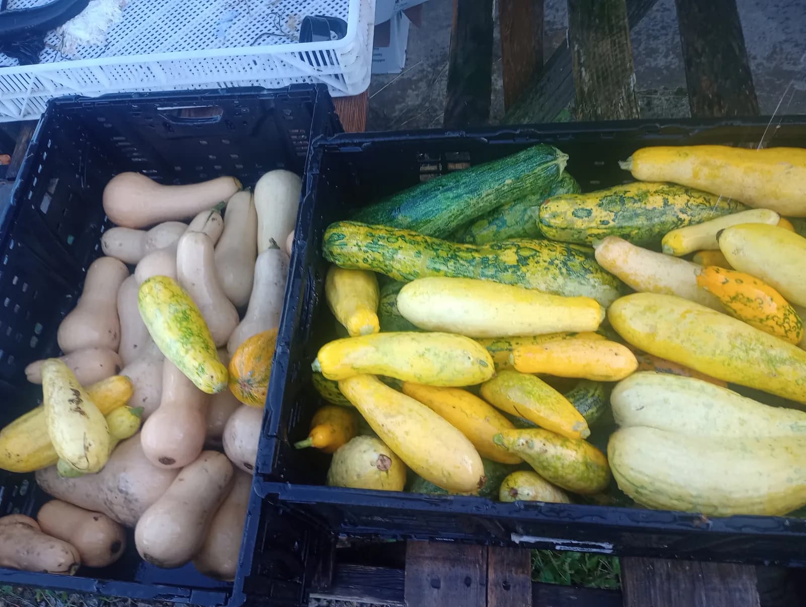 Yellow Squash