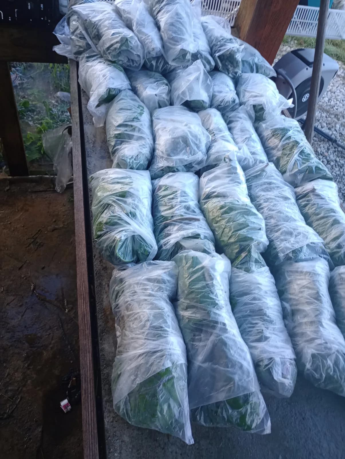 Kholrobi Greens