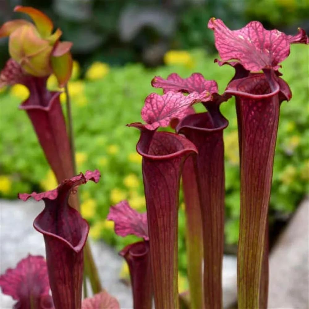 Plant - Sarracenia x moorei 'Conversation Piece'