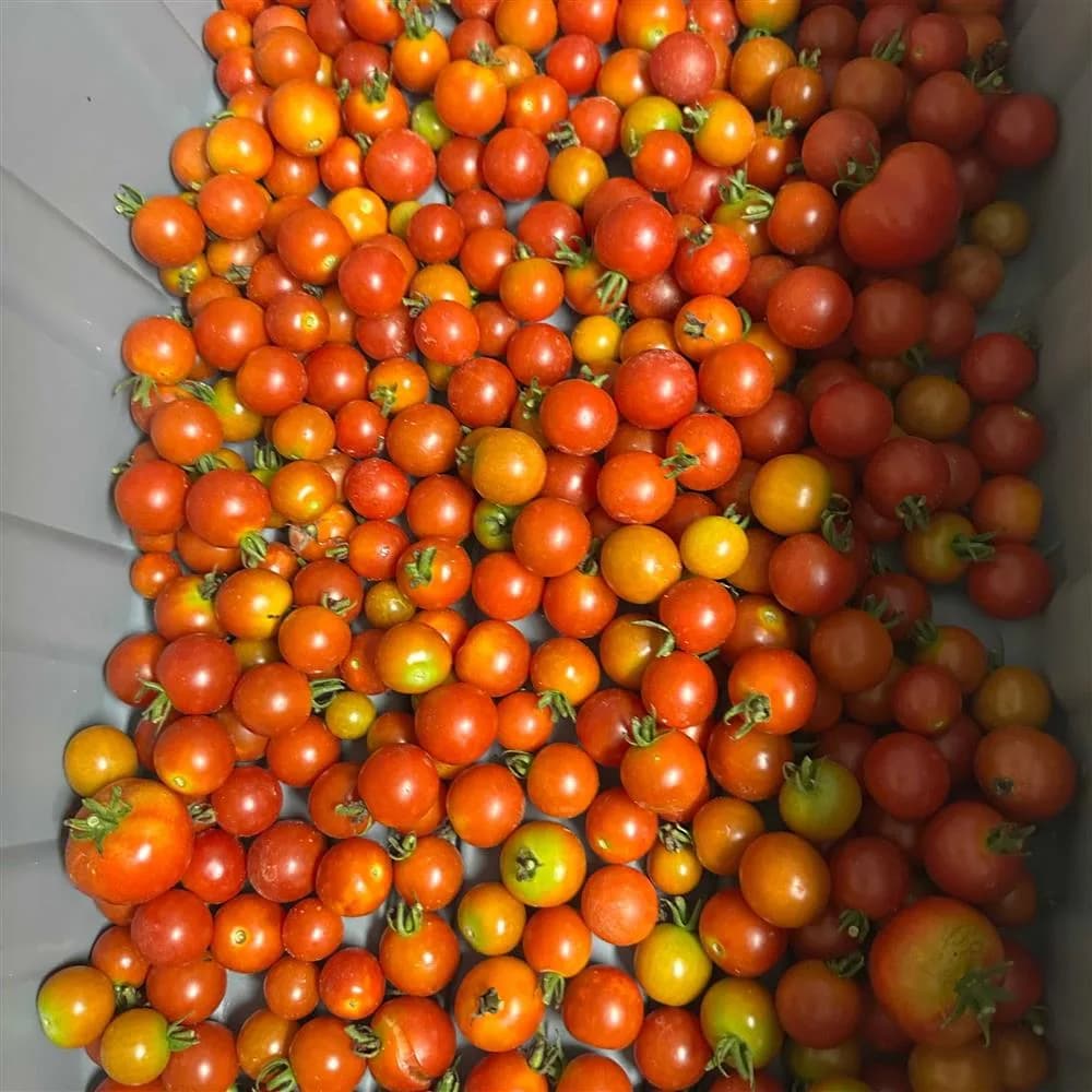 Red Cherry Tomatoes