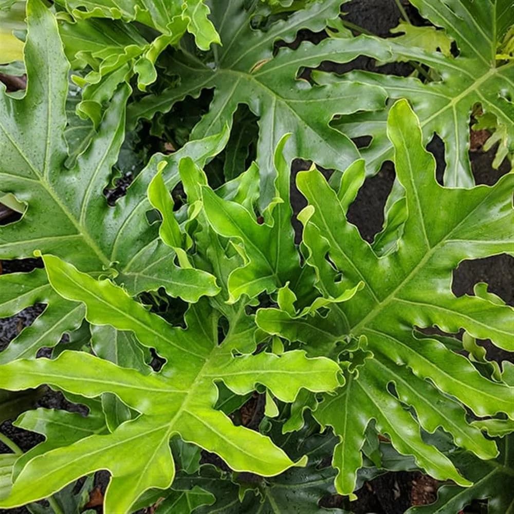 Hope Philodendron