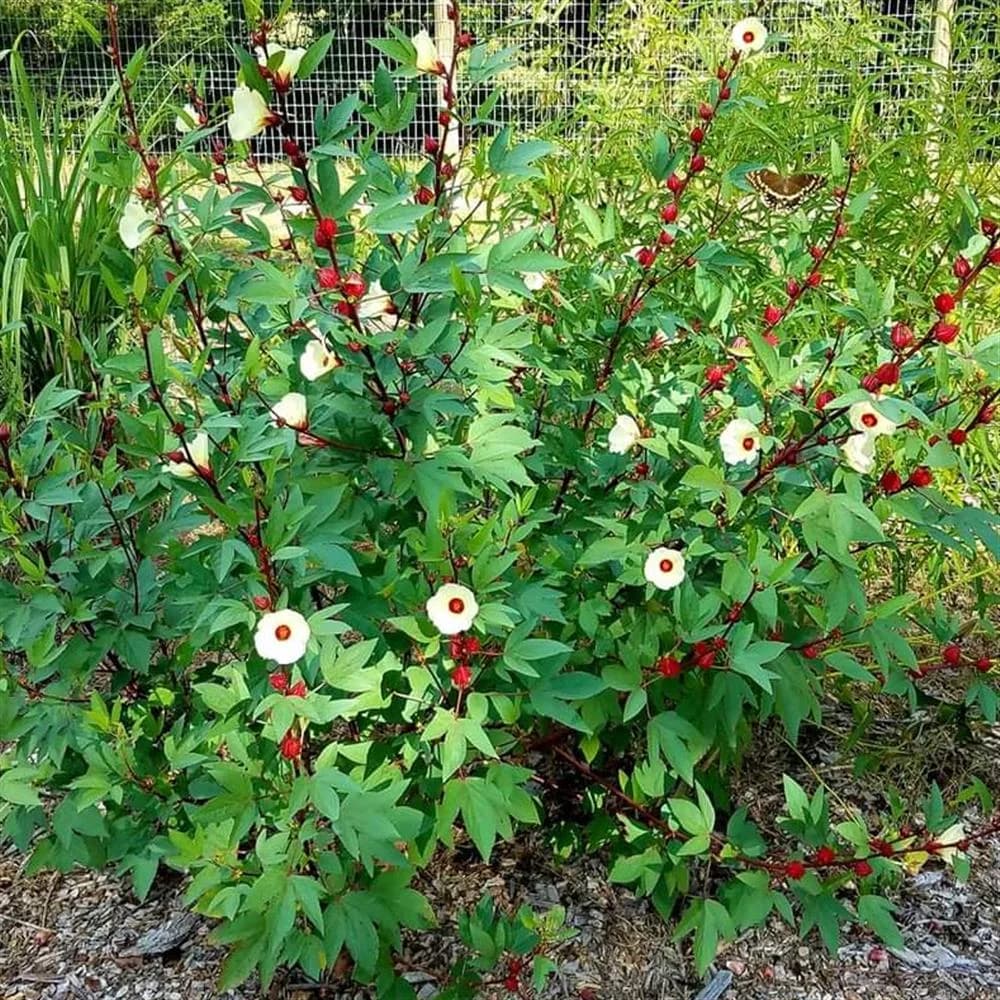 Roselle (Hibiscus sabdariffa)