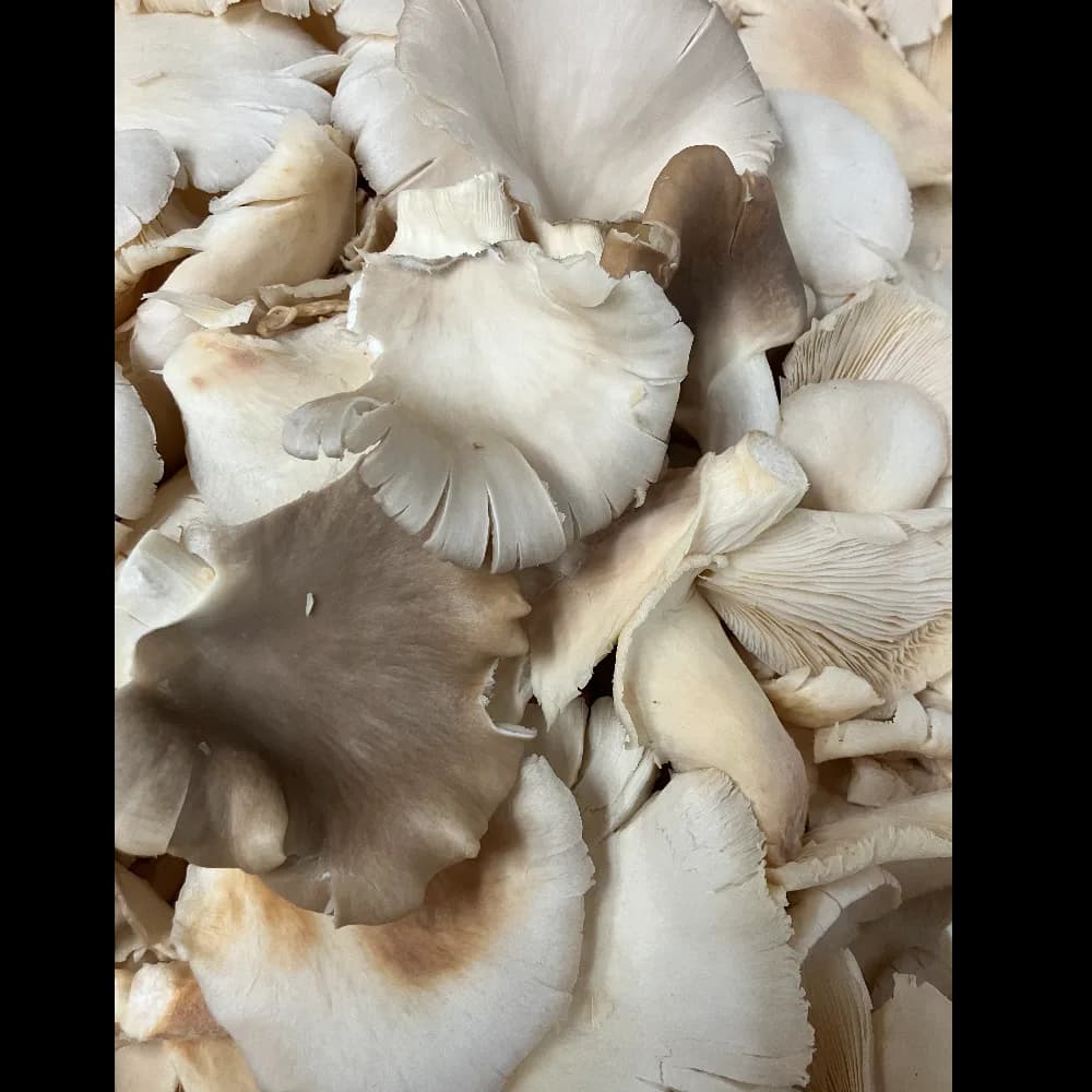 Fresh Mushroom Mix