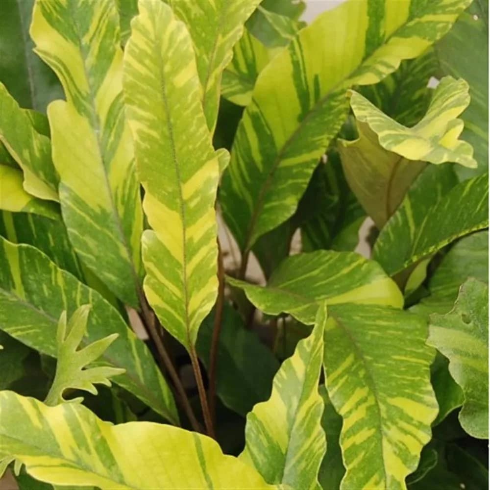Variegated Tongue Fern (Pyrrosia lingua 'Ogon Nishiki')