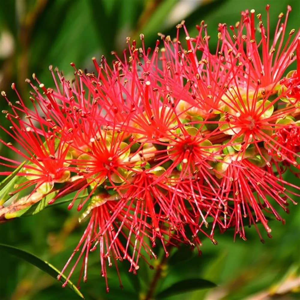 Crimson Bottlebrush (Callistemon citrinus)