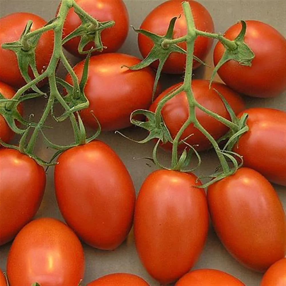 Roma Tomatoes