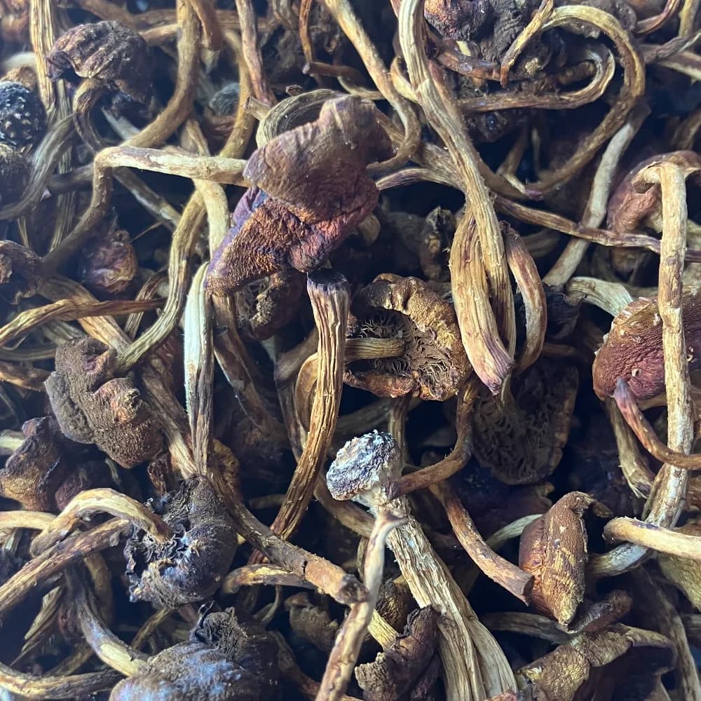 Mushrooms - Dried Oyster Mix