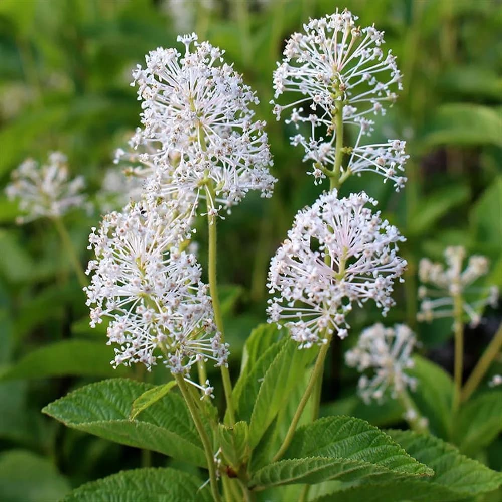 Plant - Ceanothus americanus (New Jersey Tea)