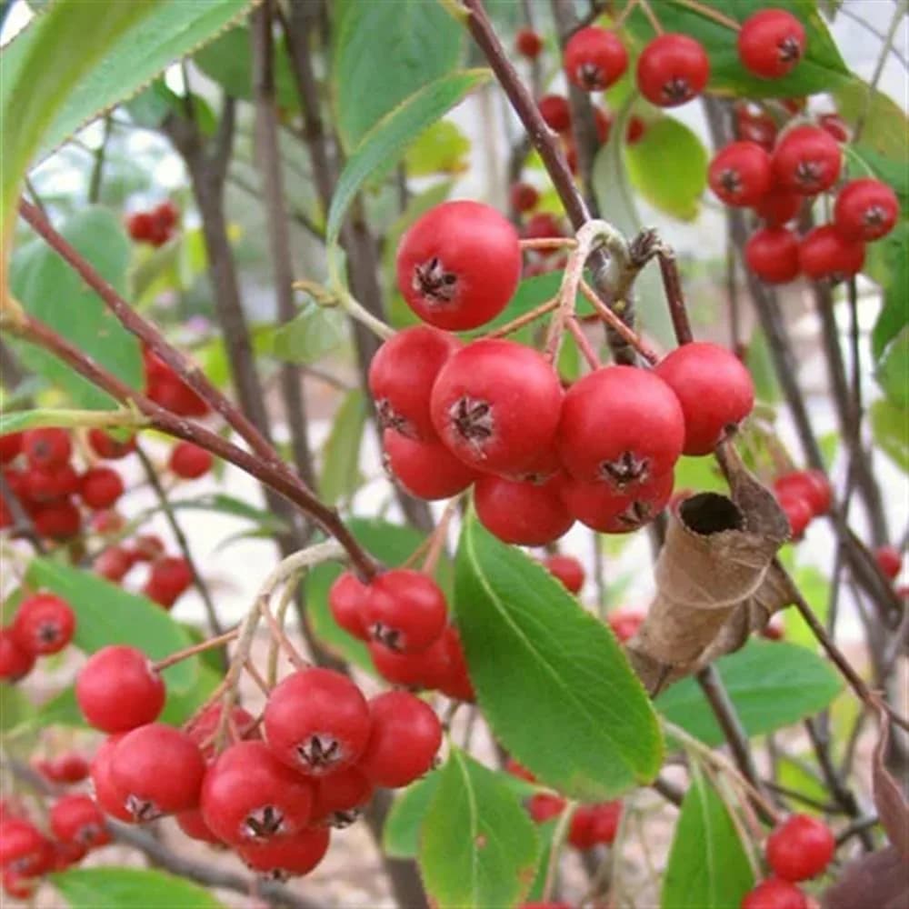 Plant - Aronia arbutifolia (Red Chokeberry)