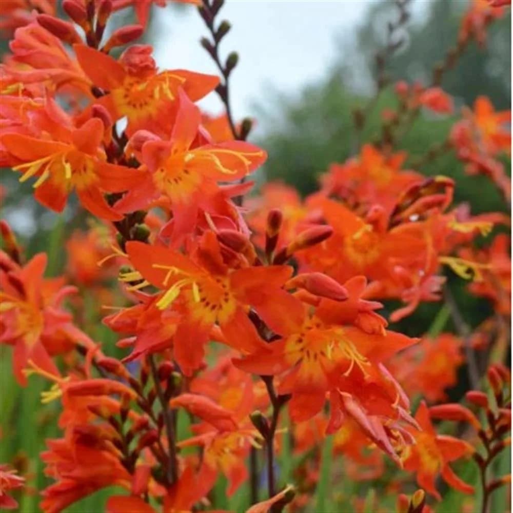 Plant - Crocosmia 'Prince of Orange'