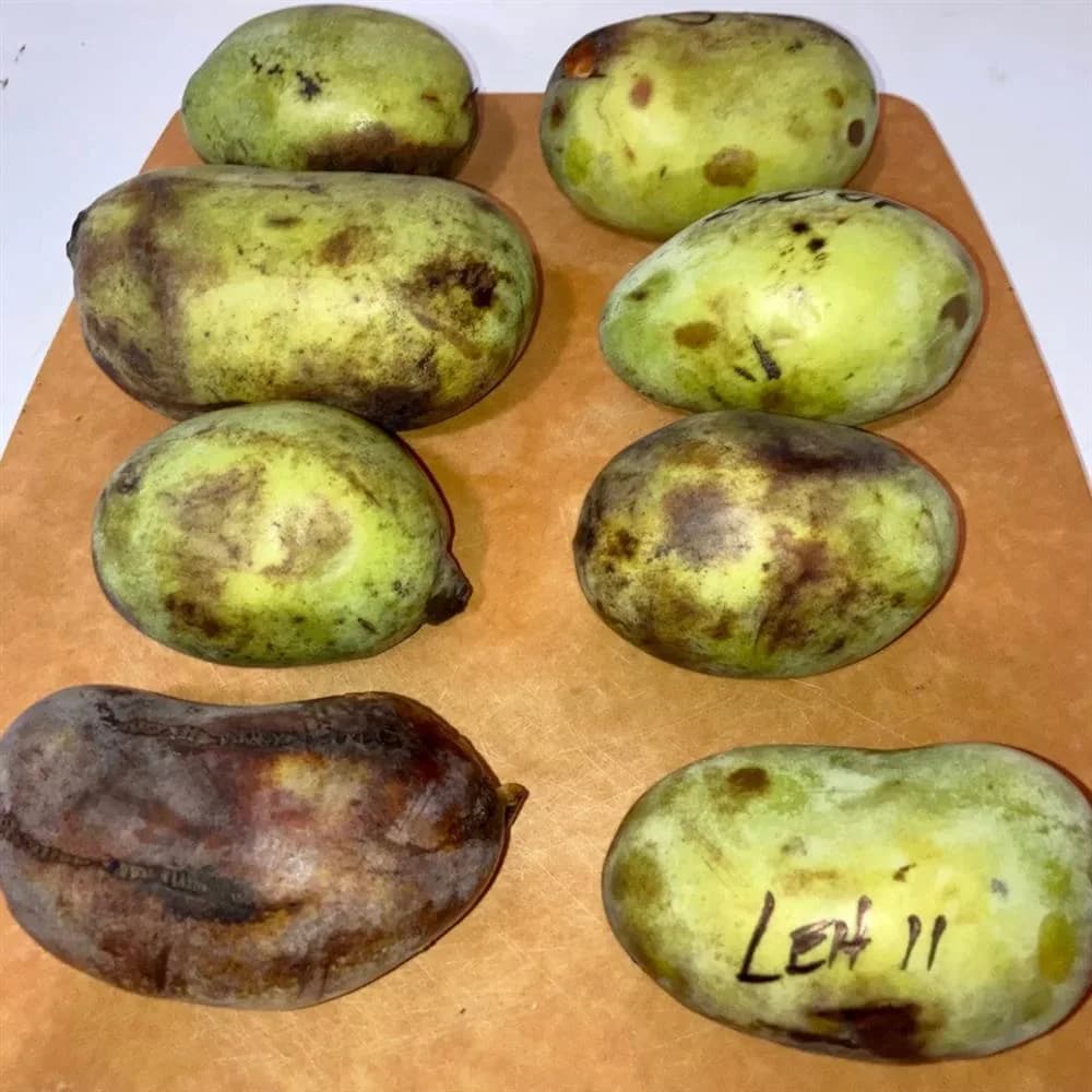 Plant - Asimina triloba (Pawpaw)
