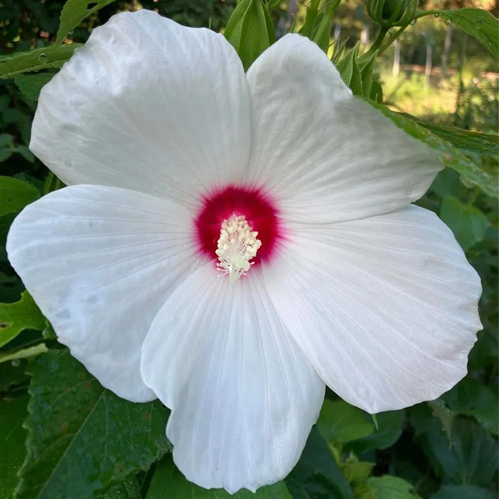 Plant - Hibiscus lasiocarpos
