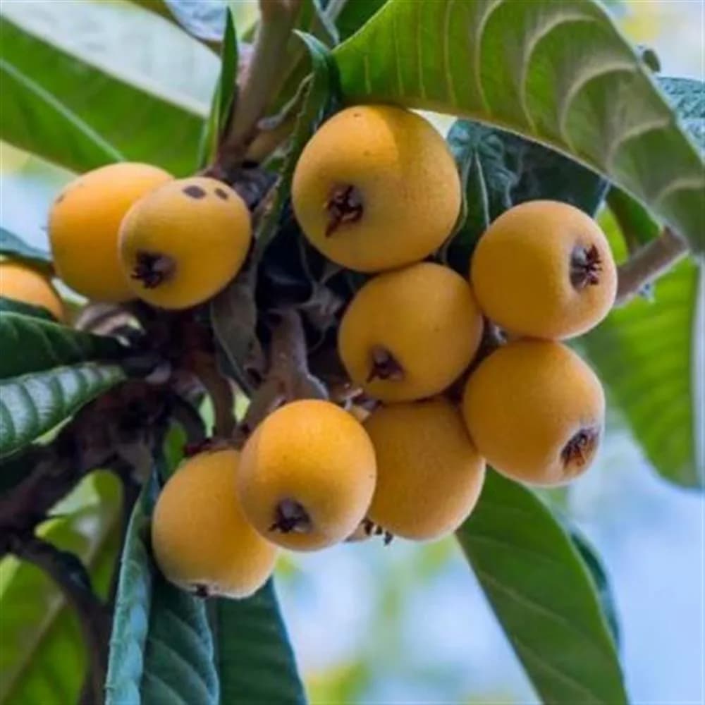Tree - Eriobotrya japonica (Loquat) — 1 gallon pot