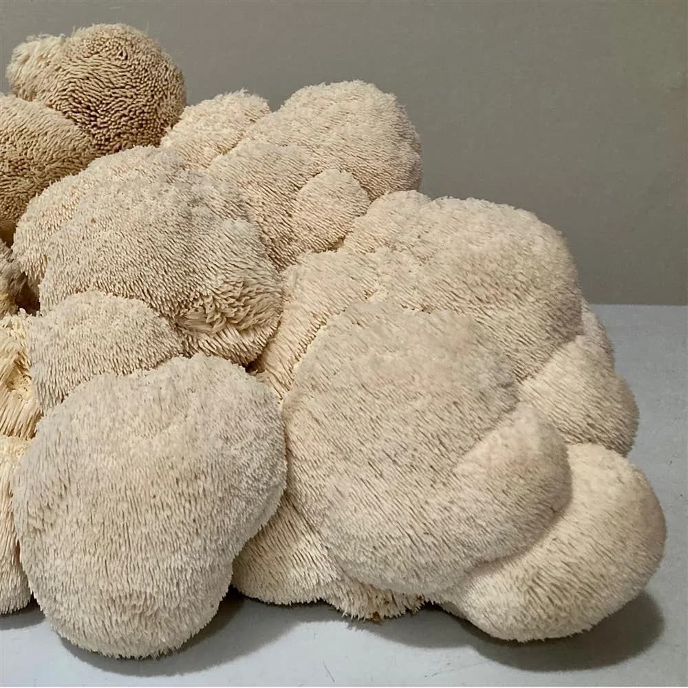 Mushroom - Grow Kit - Lion's Mane