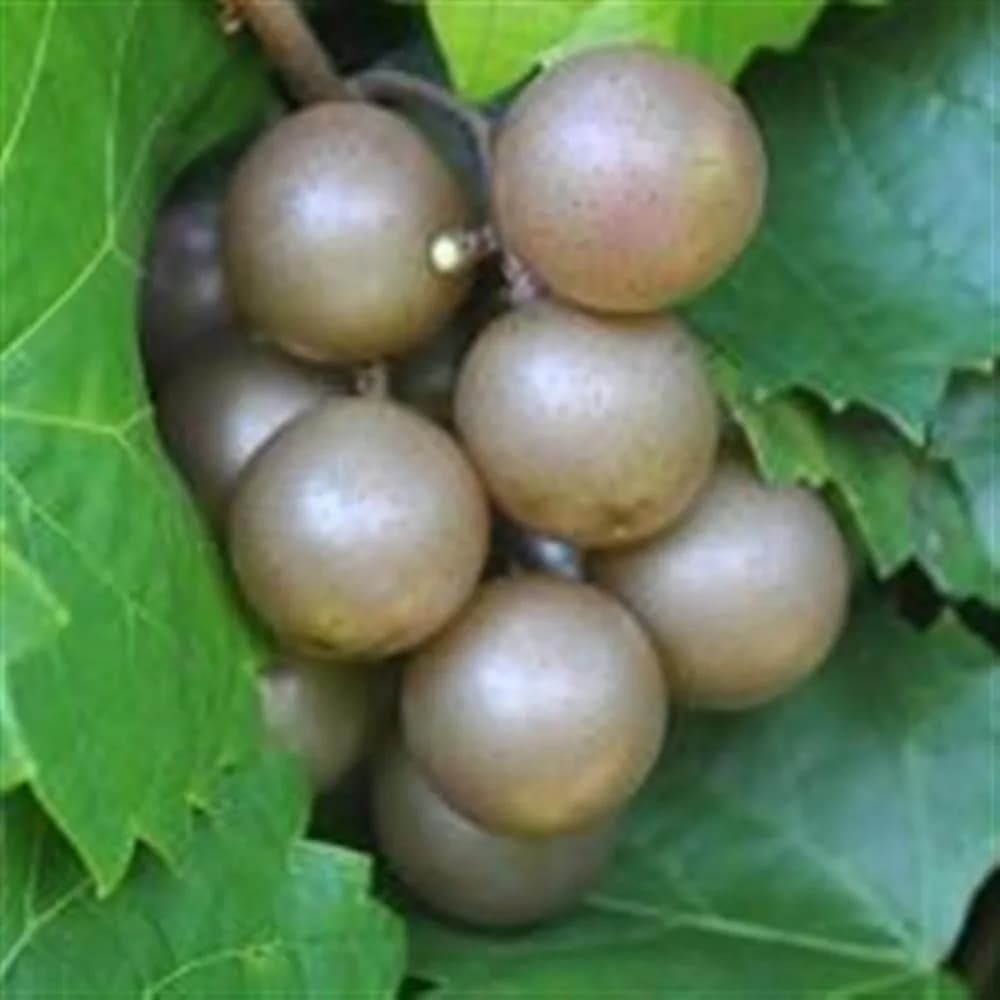Plant - Scuppernong 'Carlos'