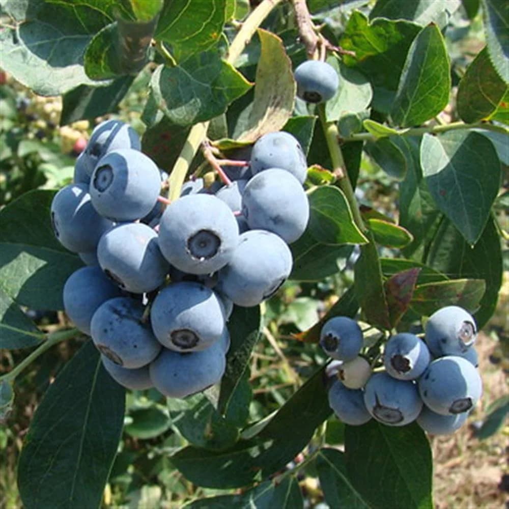 Plant - Rabbiteye Blueberry 'Tifblue'