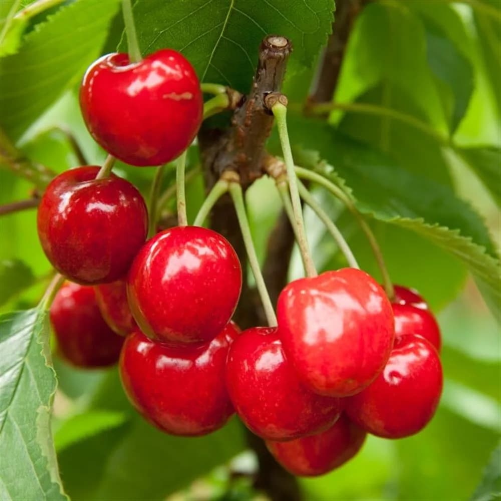 Plant - Prunus japonica x jacquemontii ‘Joy’ (Bush Cherry)
