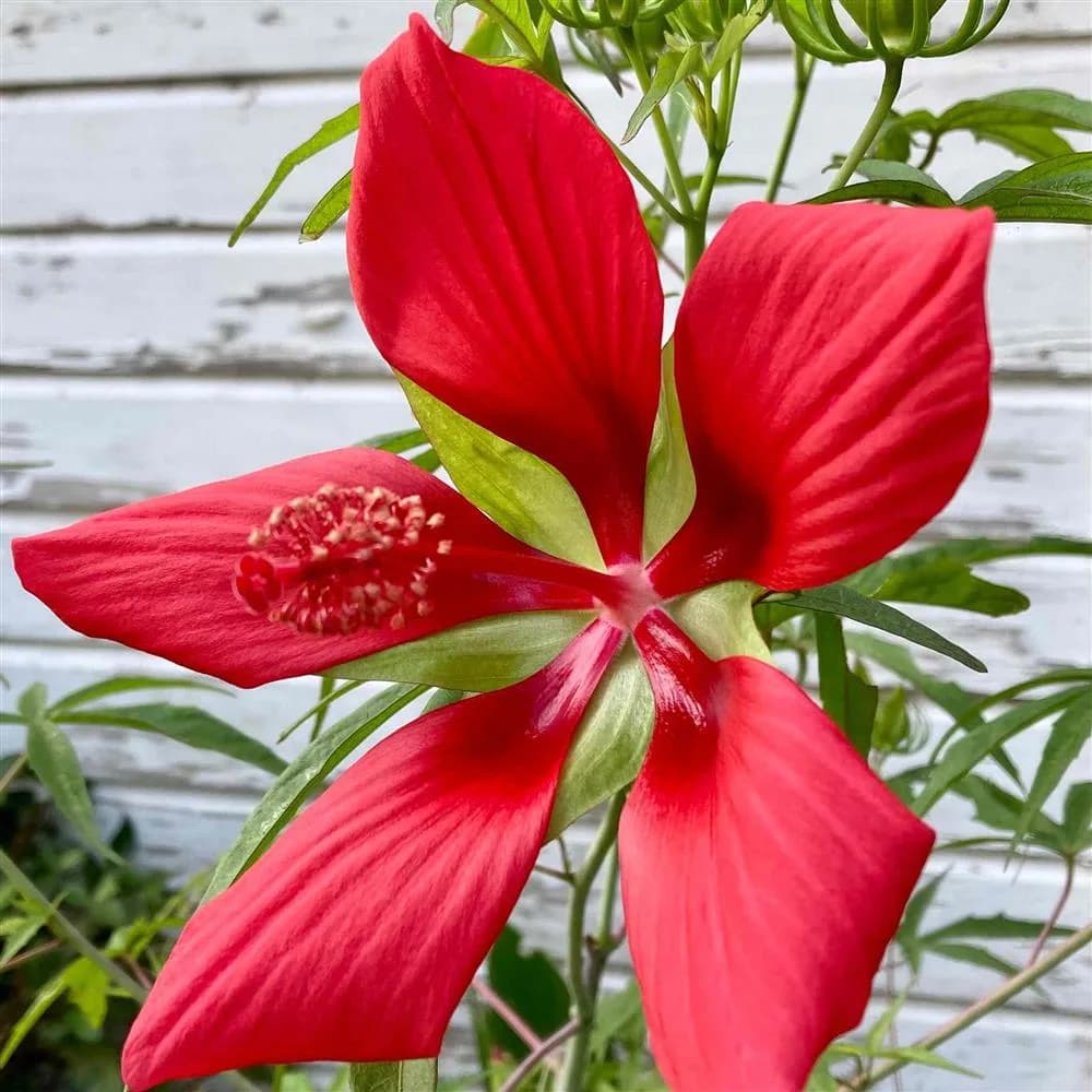 Plant - Perennial Hibiscus (star Of Texas)