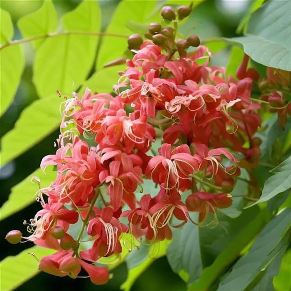 Tree - Toona sinensis (Chinese Mahogany)